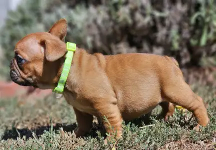 French Bulldog - Uranus