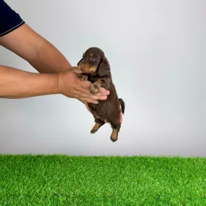 Dachshund - Eclair 