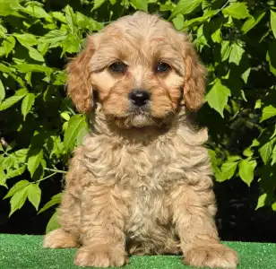 Cavapoo - Figo