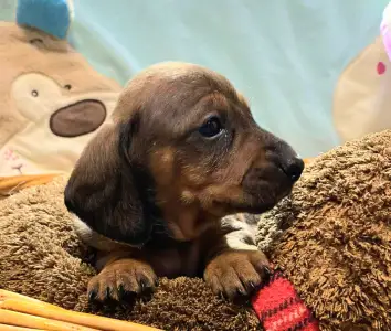 Teckel - Miss Yellow