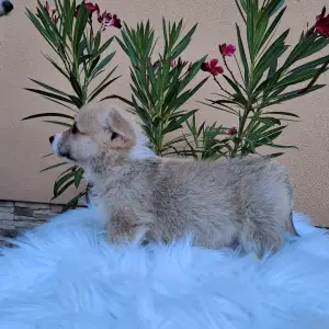 Welsh Corgi Pembroke - Chase