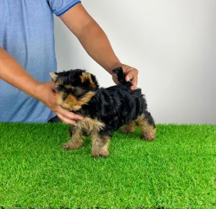 Yorkshire Terrier - Adia