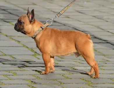 Francia bulldog - Brillant Sang Royal Virtus