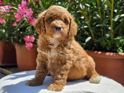 Cavapoo - Artheon