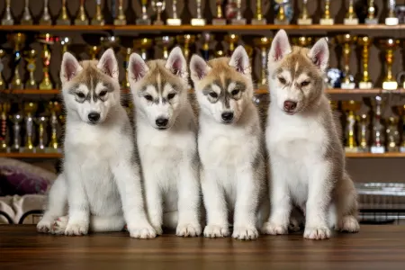 Szibériai husky - Saint Michael Island Im Simply The Best