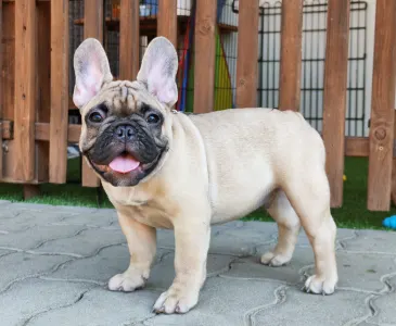 French Bulldog - Elmo