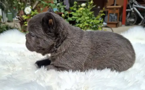 Francia bulldog - Glória 