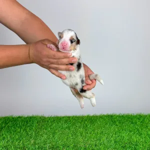 Australian Shepherd - Farello