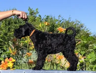 Kerry Blue Terrier - Badacsonyalja Daire Blue Pride