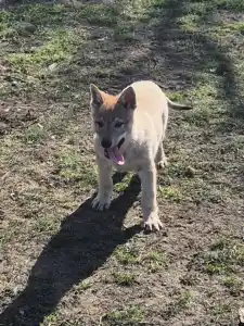 Wilczak czechosłowacki - Wolf