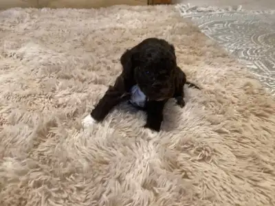 Romagna Water Dog - Bizsu