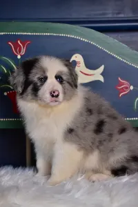 Border Collie - Enigma