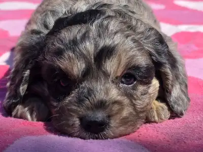 Cavapoo - Morty
