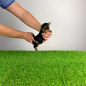 Yorkshire Terrier - Pando