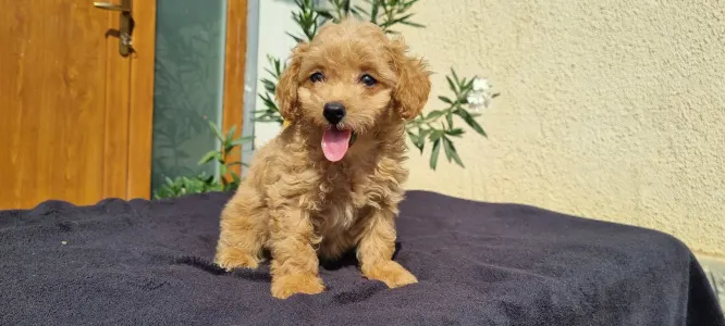 Caniche Toy - Teddy