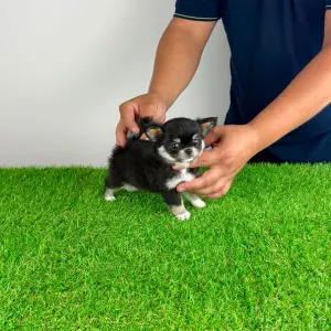 Chihuahua - Nici