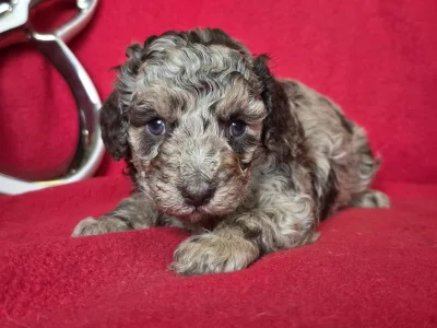 Cavapoo - Choco-Bunny