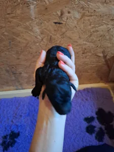 Grosspudel - Velvety Shadows Darling Dawn