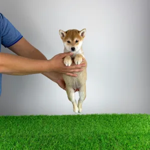 Shiba - Kaida