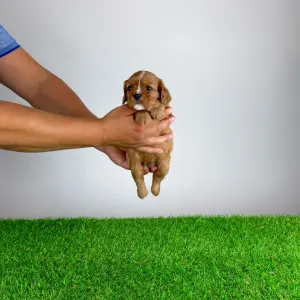 Cavalier King Charles Spaniel - Wilma
