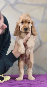 Englischer Cocker Spaniel - J. A Of Your Sweetest Dream