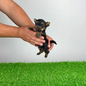 Yorkshire Terrier - Yosie