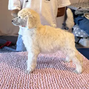 Poodle Standard - White Girl For Pet