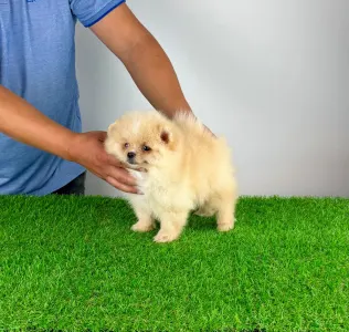 Pomeranian - Caramel