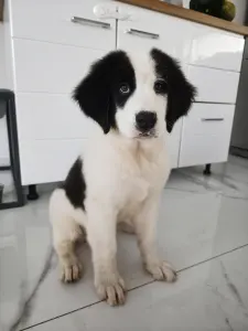 Landseer - Aiko