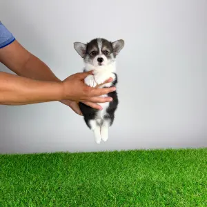Welsh Corgi Pembroke - Chloe