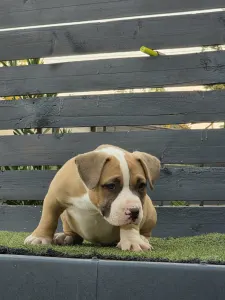 American Bully - Pocket - Bbb.