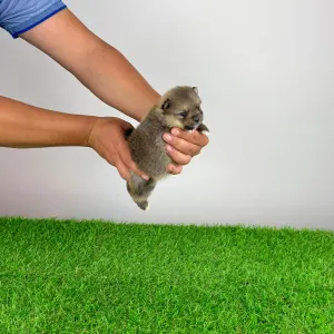 Pomeranian - Fenjo