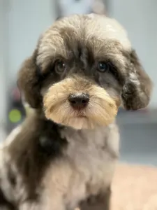 Zwergpudel - Bocaccio