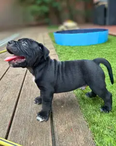 l'American Bully - Standard - Rowanberry