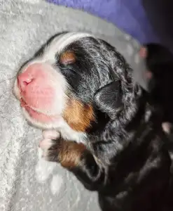 Bernese Mountain Dog - Nexon