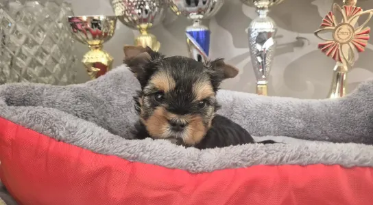 Yorkshire Terrier - Gomez Addams Of Midsummer Nights Miracle 
