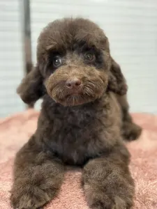 Poodle Miniature - Ubul