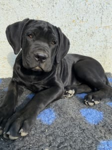 Cane corso - Cassiopeia’s Pearl Zeller