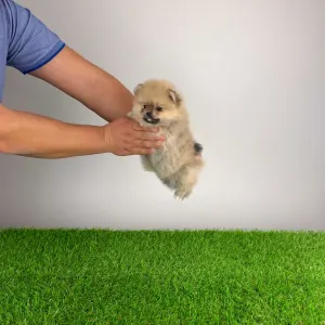 Pomeranian - Regine
