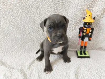 Cane Corso Italiano - Forza Di Diavolo Denerys