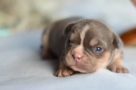 Französische Bulldogge - Louis