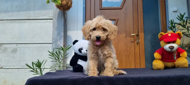 Cavapoo - Miló