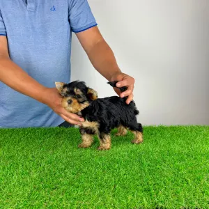 Yorkshire Terrier - Zara