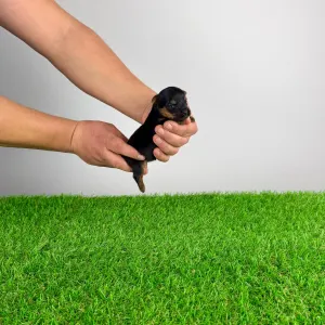 Yorkshire Terrier - Petty