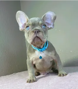 Buldog francuski - Enzo