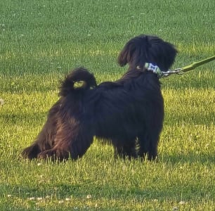 Terrier tibétain - Giacomo