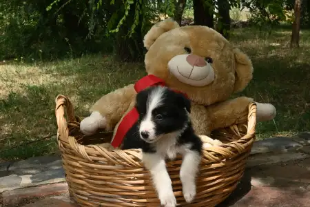 Border Collie - Dazzling Borders Believe In Wonders
