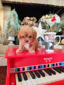 Maltipoo - Maltipoo Toy F