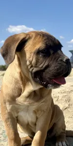 Cane Corso Italiano - Samuel