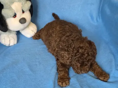 Cavapoo - Truffle